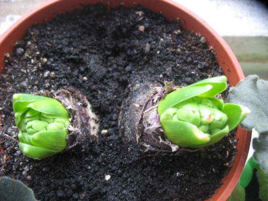 how to grow hyacinths at home outdoors