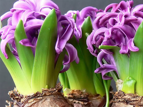 how to grow hyacinths at home outdoors