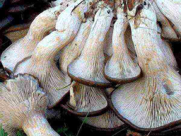 how to grow oyster mushrooms at home in the basement