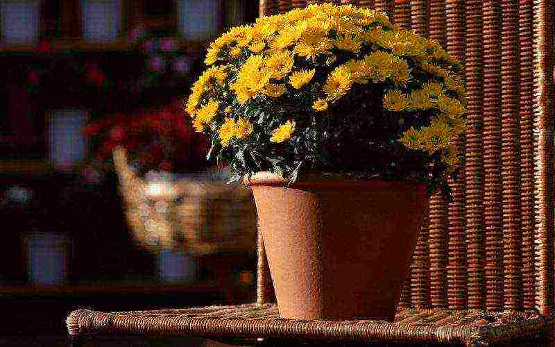 how to grow chrysanthemums at home in a pot for beginners