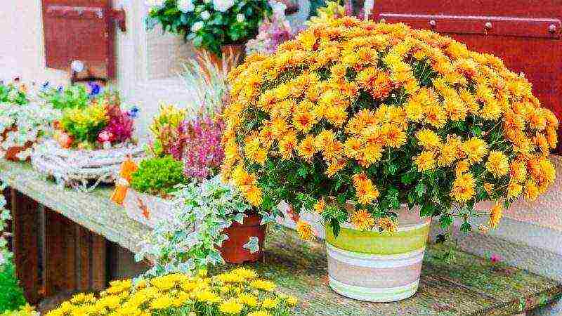 how to grow chrysanthemums at home in a pot for beginners