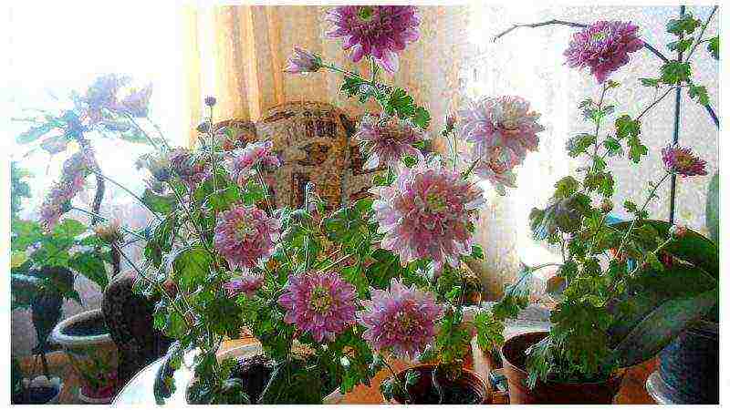 how to grow chrysanthemums at home in a pot for beginners