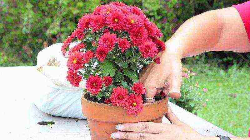 how to grow chrysanthemums at home in a pot for beginners