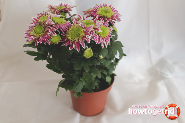 how to grow chrysanthemums at home in a pot for beginners