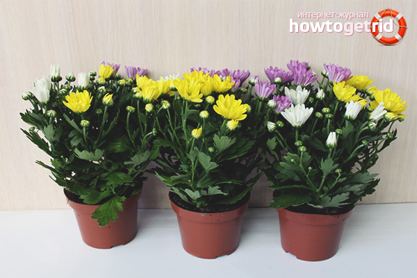 how to grow chrysanthemums at home in a pot for beginners