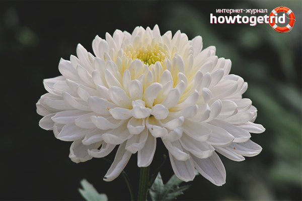 kung paano palaguin ang mga chrysanthemum sa bahay sa isang palayok para sa mga nagsisimula