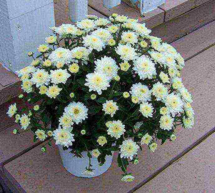 how to grow chrysanthemums at home in a pot for beginners