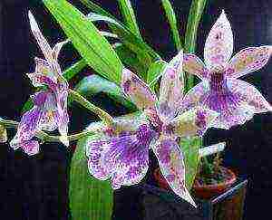 how to grow and care for orchids at home