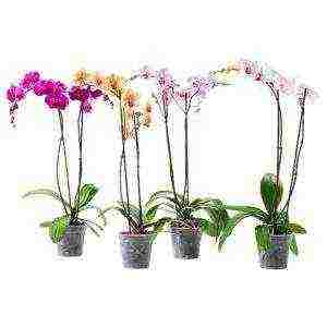 how to grow and care for orchids at home