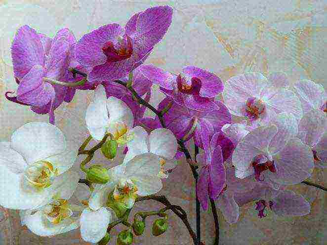 how to grow and care for orchids at home