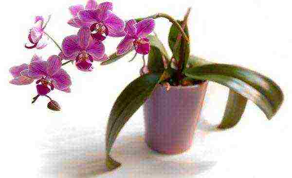 how to grow and care for orchids at home