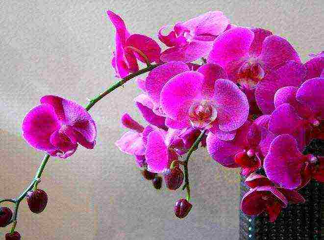 how to grow and care for orchids at home