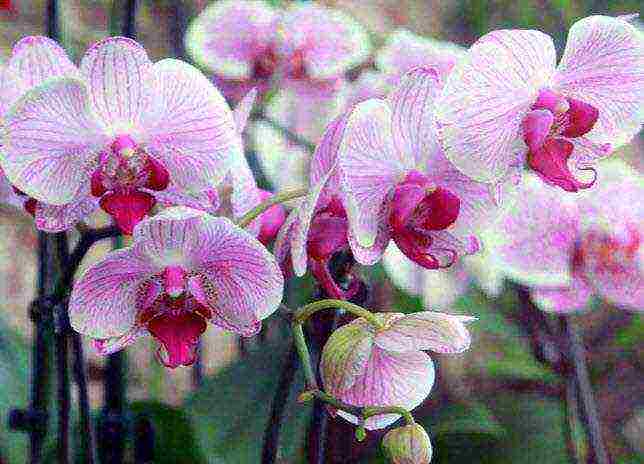 how to grow and care for orchids at home