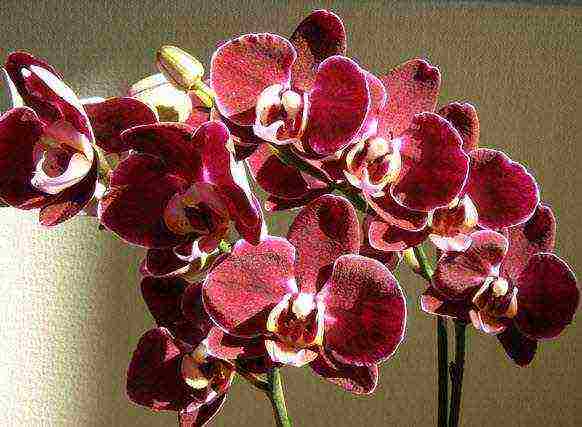 how to grow and care for orchids at home