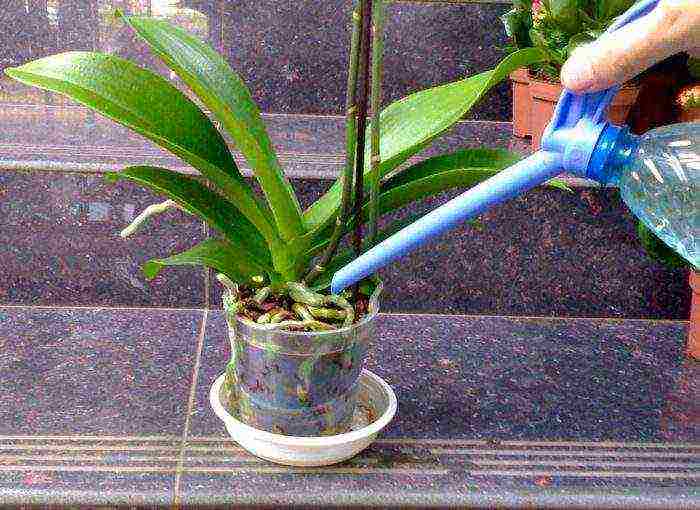 how to grow and care for orchids at home