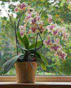 how to grow and care for orchids at home