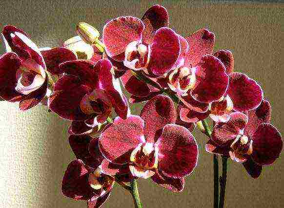 how to grow and care for an orchid at home