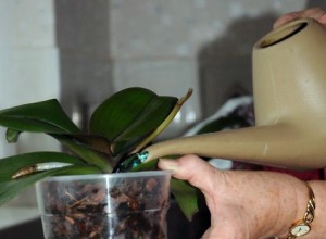 how to grow and care for an orchid at home