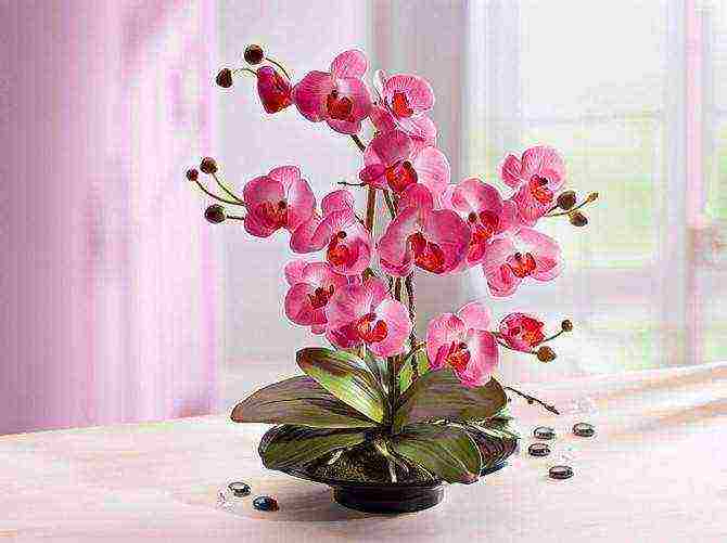 how to grow and care for an orchid at home