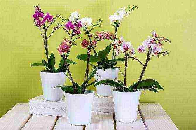 how to grow and care for an orchid at home