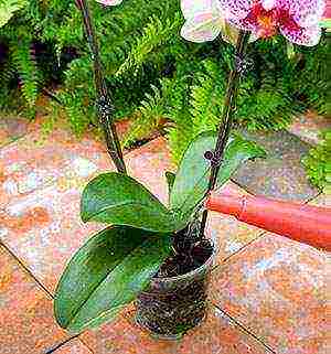 kung paano palaguin at pangalagaan ang isang orchid sa bahay