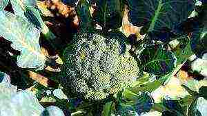 how to grow broccoli cabbage outdoors with seedlings