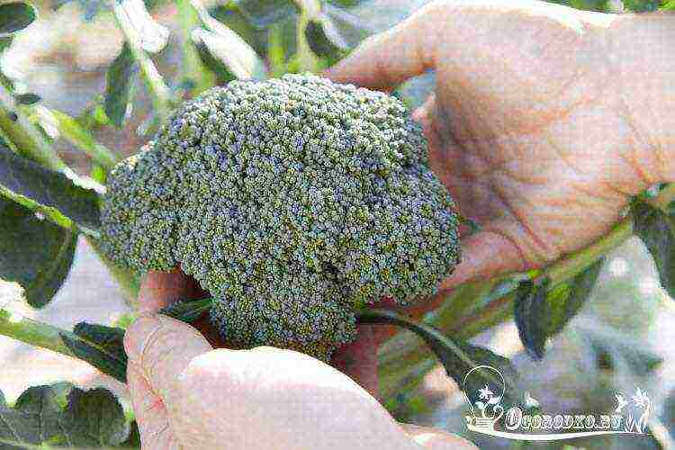 how to grow broccoli cabbage outdoors with seedlings