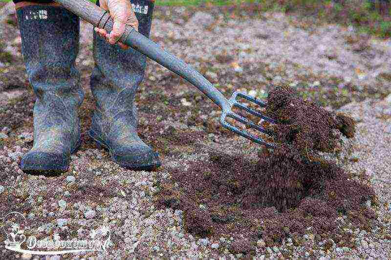 how to grow broccoli cabbage outdoors with seedlings