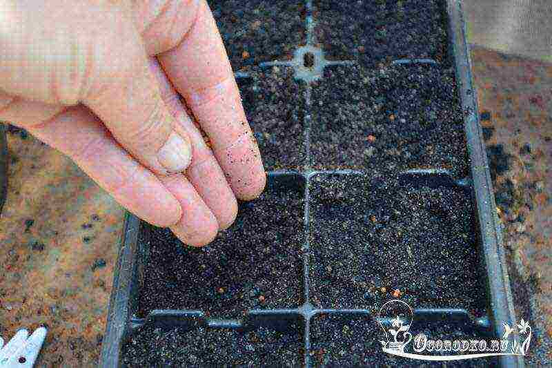 how to grow broccoli cabbage outdoors with seedlings