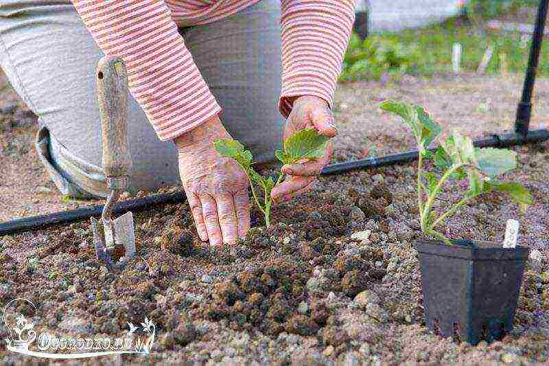 how to grow broccoli cabbage outdoors with seedlings