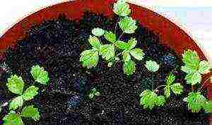 how to grow strawberries all year round at home