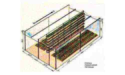 how to grow strawberries all year round at home