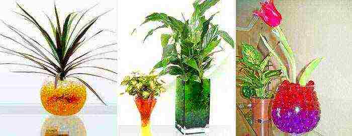 how to grow indoor plants using hydrogel