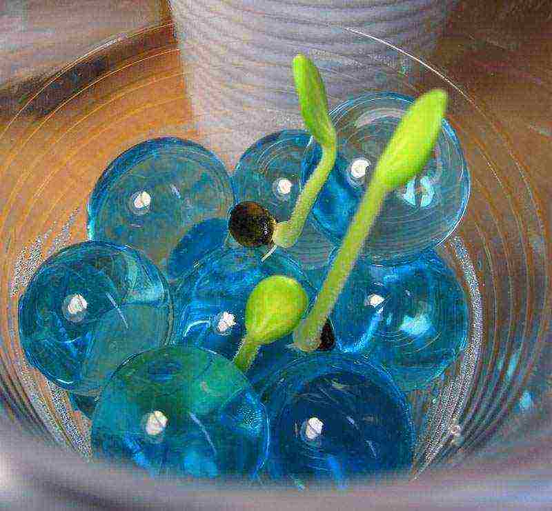 how to grow indoor plants using hydrogel