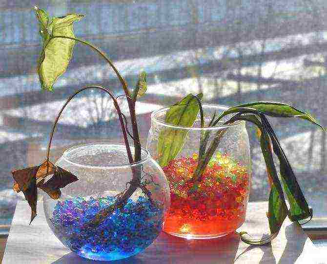 how to grow indoor plants using hydrogel