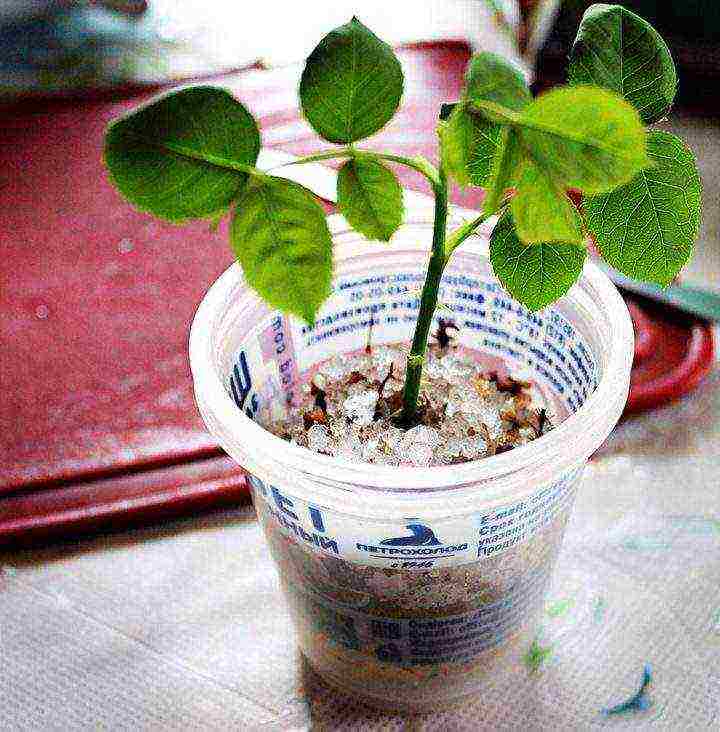 how to grow indoor plants using hydrogel