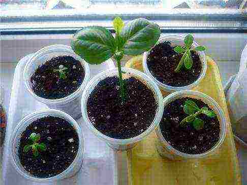 how to grow lemon from seed at home instructions