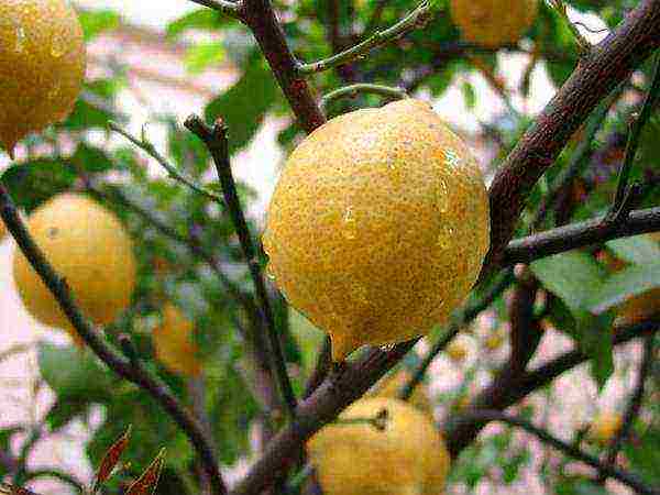 how to grow lemon from seed at home instructions