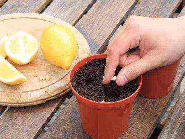 how to grow lemon from seed at home instructions