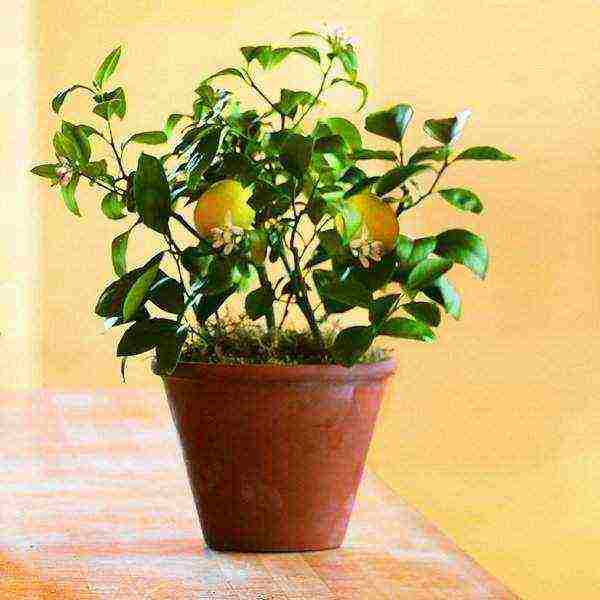 how to grow lemon from seed at home instructions