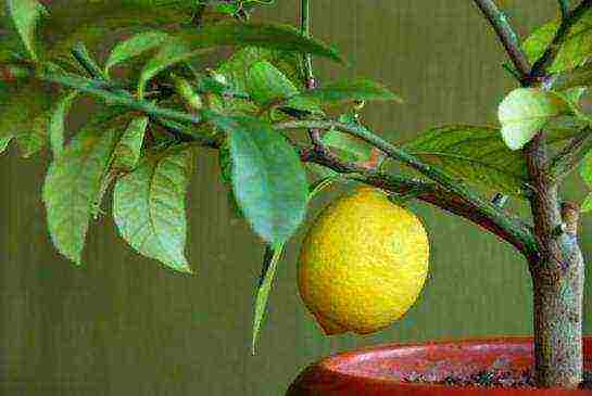 how to grow lemon from seed at home instructions