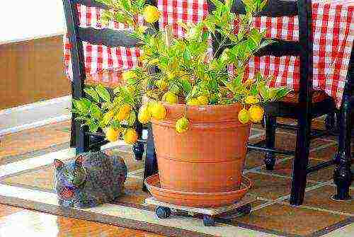 how to grow lemon at home on the windowsill sapling