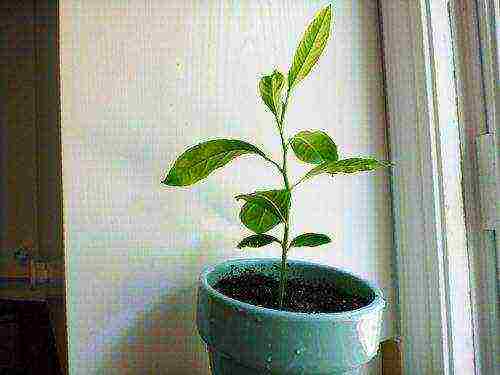 kung paano palaguin ang lemon sa bahay sa windowsill sapling