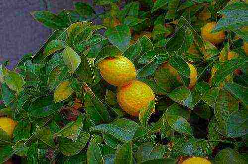 how to grow lemon at home on the windowsill sapling