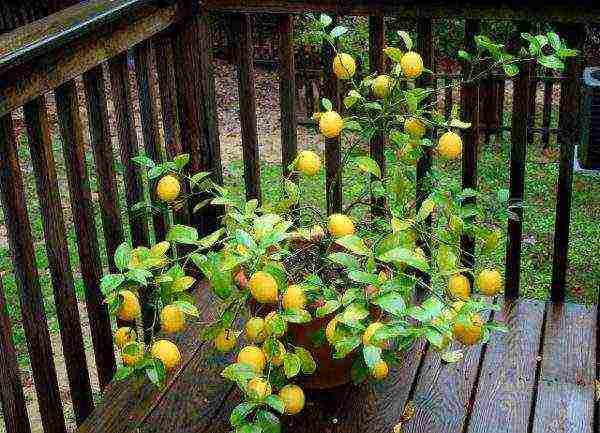 kung paano palaguin ang lemon sa bahay sa windowsill sapling