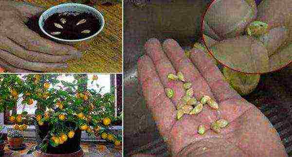 how to grow lemon at home on the windowsill sapling