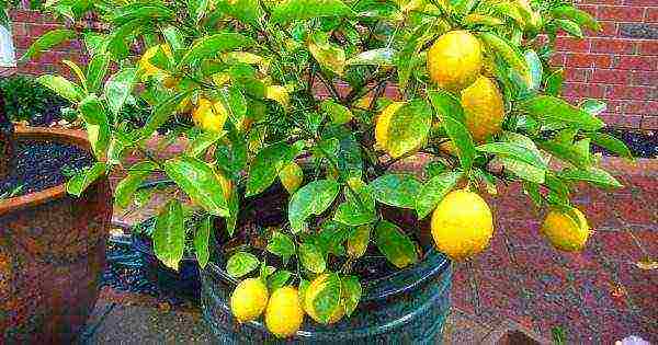 kung paano palaguin ang lemon sa bahay sa windowsill sapling