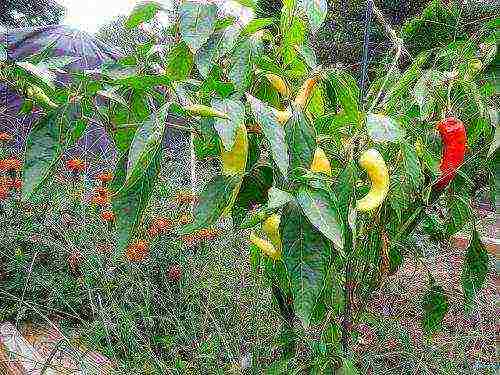 how to grow peppers in the open field and what to feed