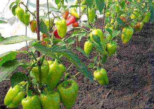 how to grow peppers in the open field and what to feed