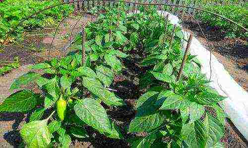 how to grow peppers in the open field and what to feed